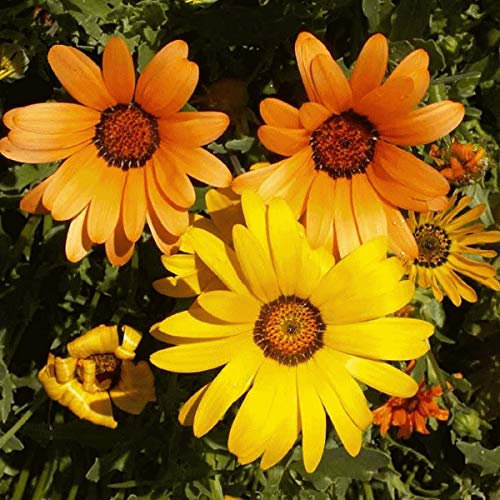 25 Dimorphotheca Sinuata - African Daisy Seeds - 25 Seeds