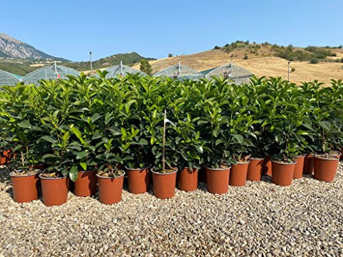 Viburnum Tinus Lucidum (Viburno Lucido) vaso 19