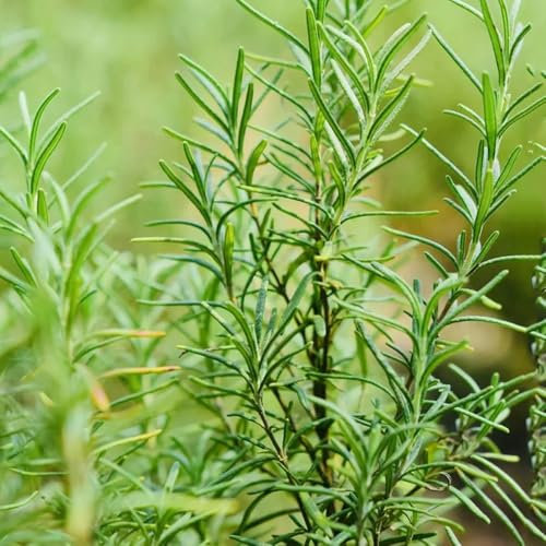 semillas de plantas de romero - semillas plantas exóticas decorativas verdes jardín rocas resistentes jardín resistentes Cama hierbas para las cocina exóticas exterior hierbas 300pcs
