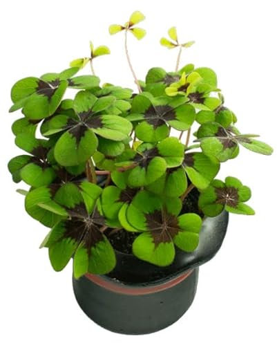 Oxalis tetraphylla Natural Planta Conocida Como Trébol de Cuatro Hojas