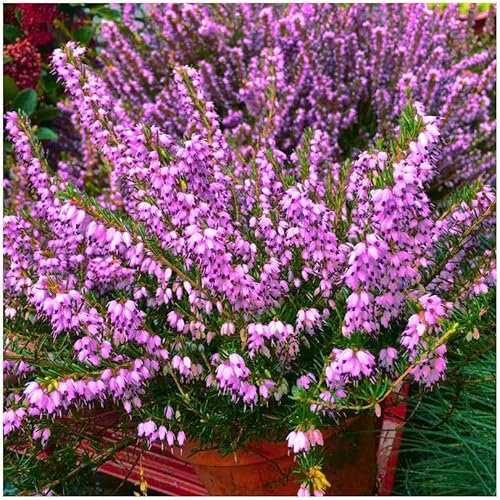 GrowOn Shrubs Heather Erica x Darleyensis 'Furzey' | Evergreen Shrub | Outdoor Garden Ready Plant | Winter to Spring Flowering | Lilac Pink Flowers