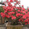 Portal Cool Aa rari semi Bonsai Red Azalea giapponese Sakura Cherry Blooms Piantare 200Pcs