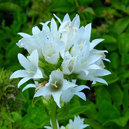 Campanula Glomerata Alba Bell Flower 1 x 1 Litre Potted Plant by Thompson & Morgan