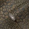 Livingwalls Tapete Gold Schwarz Leopardenmuster Animal Print 385234 Vliestapete Felloptik 10,05x0,53m 385234