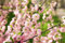 Mandelbäumchen Prunus triloba Pflanze 15-20cm Mandelstrauch blühende Mandel