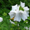 6 x Malva Moschata 'Alba' - Moschus Malve weiß Topf 9x9cm
