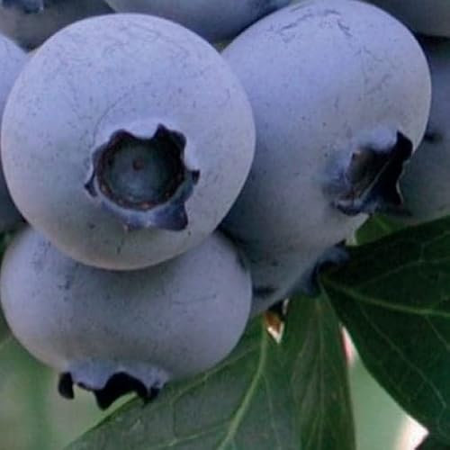 Amerikanische Heidelbeere Bonus 1L Garten Pflanze mit Schönen Blüten - Die Perfekte Dekoration für Ihr Grundstück - Für Anfänger und Professionelle Gärtner - Leckeres und Gesundes Obst