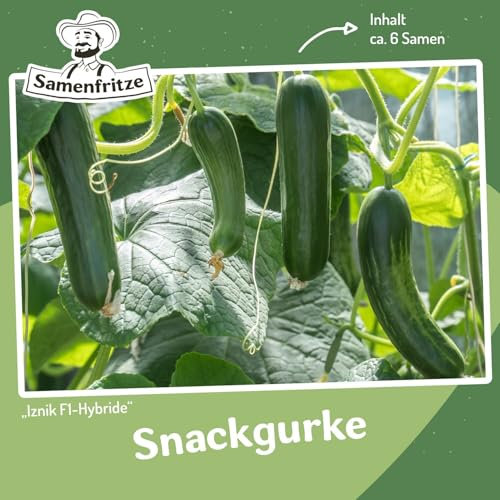 Snackgurke Iznik F1 Samen