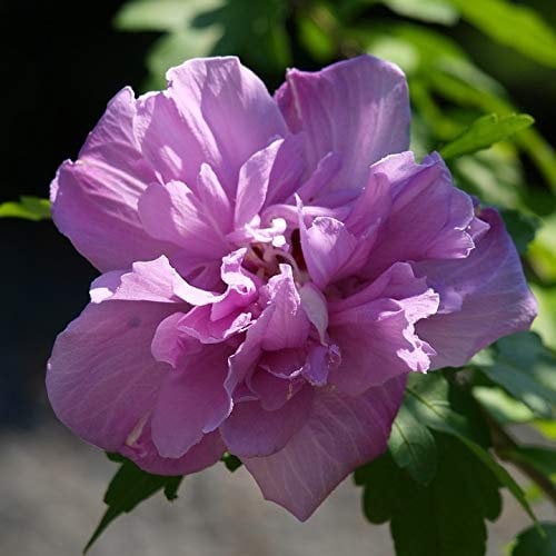 Gartenhibiskus Roseneibisch Lavender Chiffon® - Eibisch Hibiscus syriacus lila gefüllte Blüte