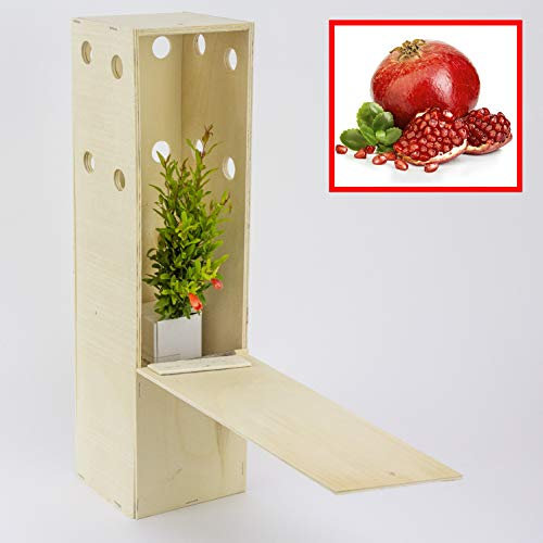 Melograno nano - Arbusto decorativo - Giovani germogli da 30 cm ricevuti in una scatola di legno riutilizzabile - 1 unità
