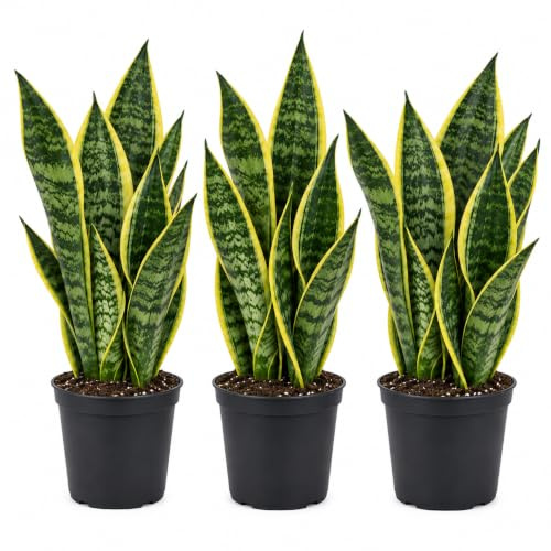 Italy Green Life - Sansevieria Superba, Set di 3 piante con Vaso Ø 12 cm dall'Altezza di circa 35 cm. Sanseveria Pianta Vera, Piante da Interno Sempre Verdi, Piante Vere da Esterno, Regali per la Casa