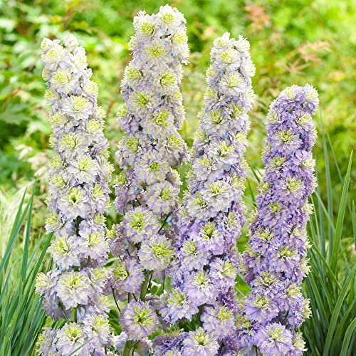 Delphinium Highlander Crystal Delight - Larkspur | Perennial Plants Garden Ready (15-25cm Incl. Pot)