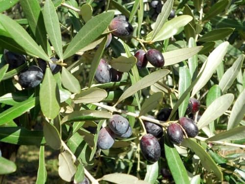 ALBERO DI ULIVO-OLEA EUROPAEA- 'LECCINO' DA OLIO- pianta vera da frutto da esterno Ø 18 cm - h 160 cm…