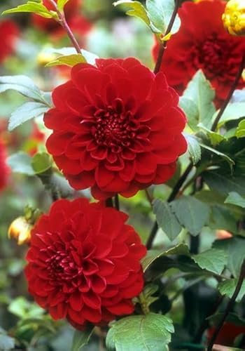 Neue 100 Dahlien Blumensamen rot