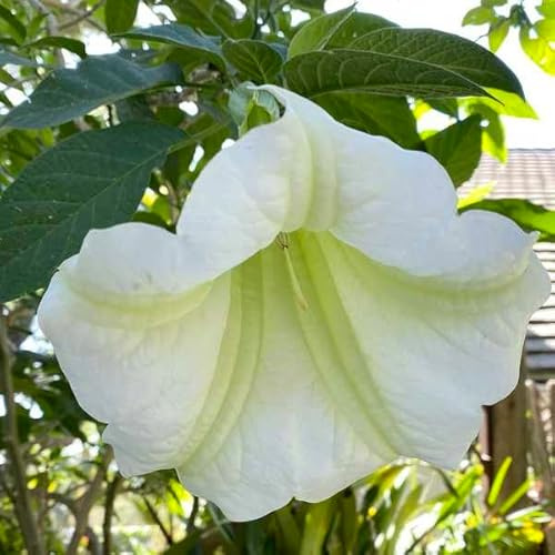 Schneeweisse Engelstrompete Brugmansia suaveolens Angel's Trumpet 5+ Samen Z 113