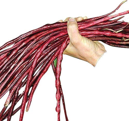 Rote Meterbohne, SpargelbohneYard long 10 Samen ***Super Ertrag an extra langen Bohnen***