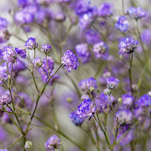 schleierkraut pflanze winterhart - Gypsophilia paniculata samen - blumensamen nachhaltige produkte balkon hochbeet gastgeschenke hochzeit blumensamen balkon beet 300 Stück