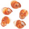Kisangel Natürliche Schneckenhäuser 5 Stück 4cm Backofenfeste Escargot-Formen für Restaurant & Haushalt， Französische Schneckenkochschalen mit Anti-Rutsch-Design‌