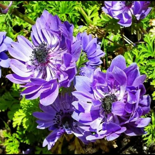Anemonen Zwiebeln,winterharte pflanzen,pflegeleichte,gesunde Zwiebeln,geeignet für Gärten,schöne,Balkone,farbenfrohe Blumen,Töpfe und Terrassen,pflanzkorb blumenzwiebeln.-5zwiebeln-E