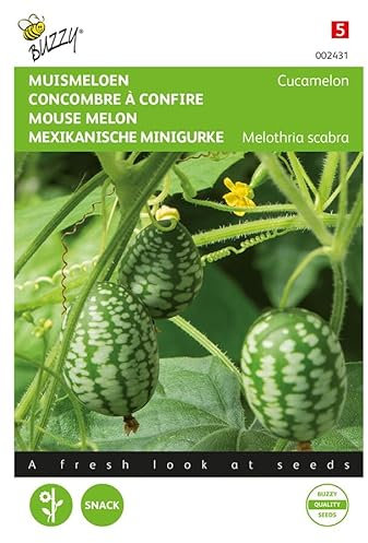 Buzzy Seeds 002431 Mexikanische Mini Gurke Cucamelon (Minigurkensamen)