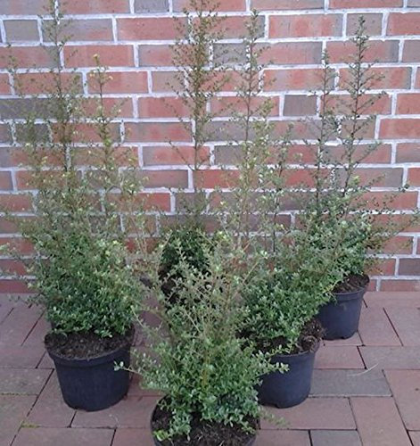 schnell wachsende Berg Ilex Samurai 40-60cm - Ilex crenata - Gartenpflanze