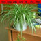 SwansGreen Hibiskusblüten Samen für große Hibiskus-Samen, Bonsai Baum, mehrjährige Blumen, für Zuhause, Garten, Semilla, leicht zu Wachsen, Tiefblau