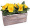 AAF Nommel ®, Pflanzschale 09 Blumentopf Holzoptik Pflanztopf rechteckig, Länge 23 cm, Breite 11 cm, Höhe 11 cm, Gewicht 1,4 kg