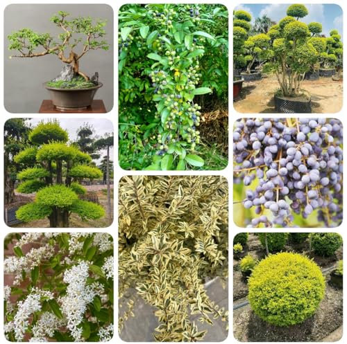 300 pz Semi di siepe di ligustro - Ligustrum lucidum - Arbusti a crescita rapida come schermi per la privacy Siepe di ligustro sempreverde - piante d'appartamento piante verdi pianta