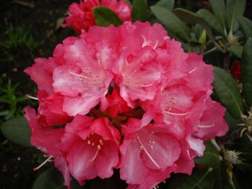 Ball-Rhododendron Marlies - Rhododendron yakushimanum Marlies - 30-40cm