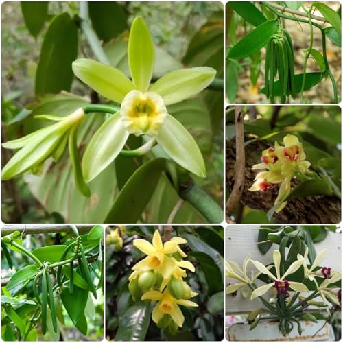 Semillas de vainilla, semillas de vainilla planifolia, semillas y plantas de flores plantas perennes plantas perennes resistentes Plantas resistentes para el jardín Semillas orgánicas, 100pcs