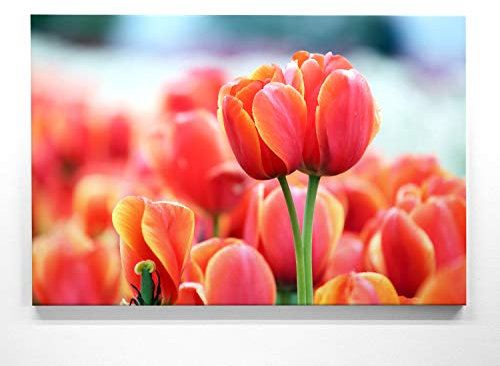 Ein Wunderschönes Blumen-Bild, Rote Tulpe - als großes XXL Leinwand-Bild 120x80cm. Ideal als Wandbild und Dekoration für Wohnzimmer & Schlafzimmer. Aufgespannt auf 2cm Holzrahmen