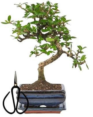Bonsai Baum mit Keramik Blumentopf ca. 25-35cm hoch, Untersetzer und Schere - Bonsai-Geschenkset - (15 cm Schale ca. 7 Jahre, Bonsai Chinese Carmona)