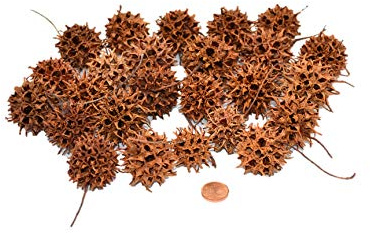 Frank NOVA 25 Minizapfen Amberbaum, Baum Frucht, | exotische getrocknete Mini Zapfen, Braun, für Herbstdekoration
