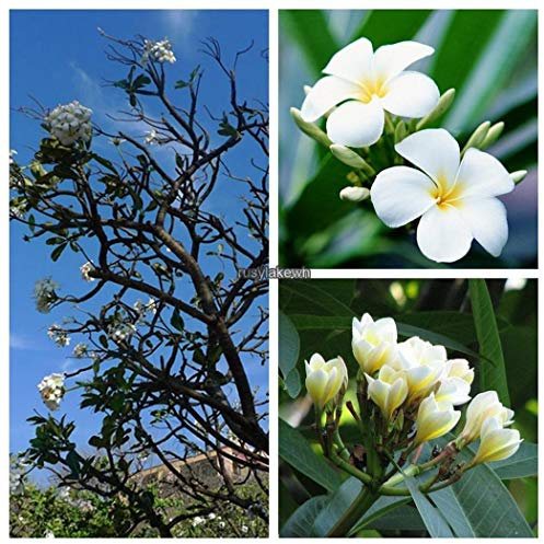 Portal Cool Rose Red: 50Seeds Pflanze Baum Haus Garten Blumendekor Mischungsfarbe Clematis Seeds Agsg