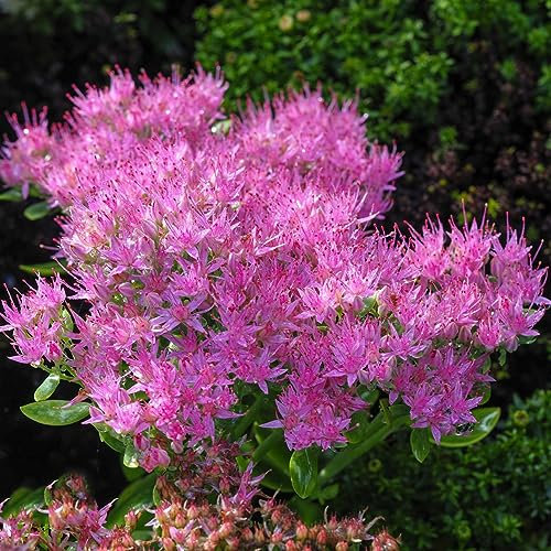 150 piezas de plantas de sedum semillas resistentes - decoración sala de estar moderna, Sedum Spectabile, semillas de plantas de interior variedades antiguas camas de hierbas especiales