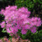 150 piezas de plantas de sedum semillas resistentes - decoración sala de estar moderna, Sedum Spectabile, semillas de plantas de interior variedades antiguas camas de hierbas especiales
