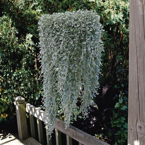 Dichondra 'Silver Falls'. Plug Plant x 4. Silver Foliage for Hanging Baskets. Trailing Plant. Available from Bedwen Plants