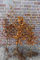 10st. Rotbuchen 60-80cm ohne Wurzel gemessen Gartenhecke Heckenpflanzen Fagus sylvatica Rotbuche Heckenpflanze