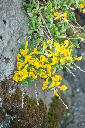 Regensburger Zwergginster 20-30 cm Topf Chamaecytisus ratisbonensis | Chamaecytisus ratisbonensis, sommergrün, gelbe Blüte Mai-Juni, sonnig, Steingarten, Heidegarten, winterhart bis -23 °C