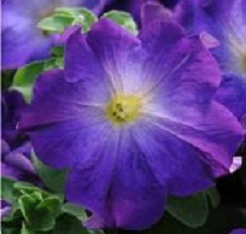 Petuniensamen mit raffiniertem Blu Morn 15 Semi Il Pellet