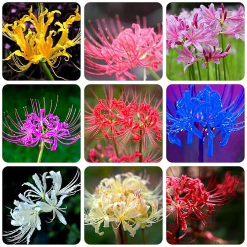 Lycoris Radiata Semillas De Lycoris Lirio ArañA PlantacióN De Jardines PlantacióN Sencilla Flores Encantadoras-4bulbs-B