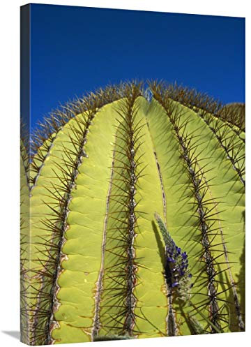 Global Gallery Figura Decorativa Gigante de Cactus con Detalle de Espinas, Isla de Santa Catalina, Mar de Cortez, Baja California, México-Lienzo Art, 50,8 x 76,2 cm