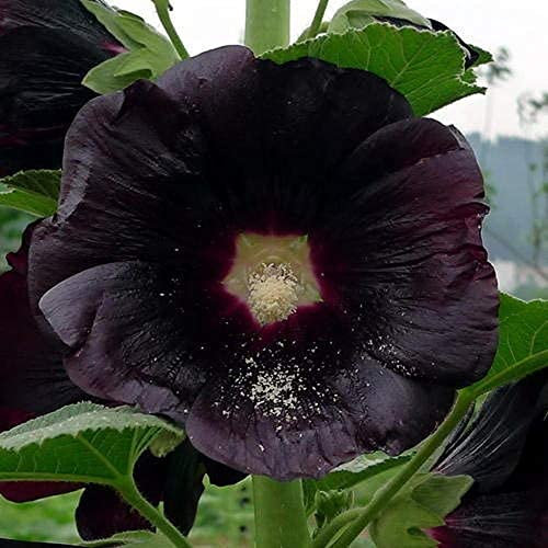 200Pièces graines de rose trémière noire graines de fleurs de rose trémière unique graines d'herbes à taux de germination élevé