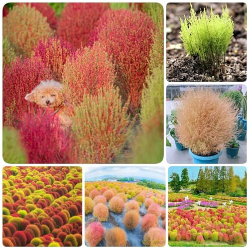 150 Pcs Kochia Scoparia Samen, Summer Cypress, Stauden Winterhart Mehrjährig, Bonsai Baum (Bassia Scoparia) Baumsamen Bäume Garten Winterhart, Winterfeste Pflanzen Für Balkon Nachhaltige