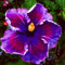 Hibiskus Blumenzwiebel, kältebeständige Knolle, mehrjährig, ausgezeichnete Zierblume, Verschönerungsblume für Innen- und Innenhöfe-5 zwiebeln-A