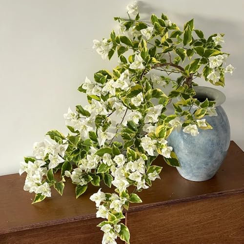 drillingsblume bougainvillea samen winterharte kübelpflanzen, zaun deko winterharte pflanzen für garten, hecken sträucher zierblumen blumendeko, hängepflanze schnittblumen 125pcs
