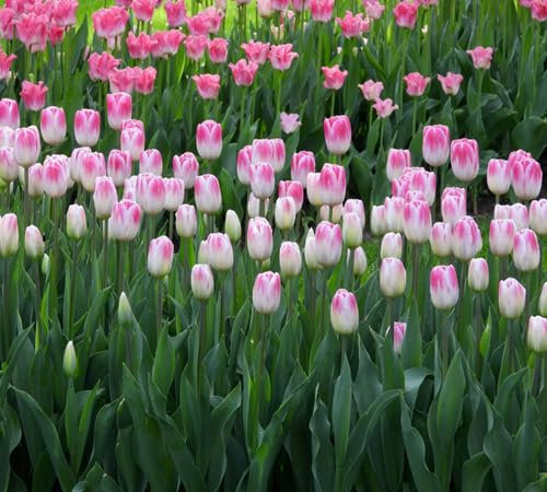 Tulpensamen 100 Stück 100 Stück rosa weiß