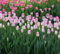 Tulpensamen 100 Stück 100 Stück rosa weiß