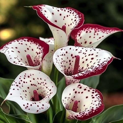 Raro Calla,Piante perenni,Calla pianta vera,resistenti al freddo,Tagliare,Adatto per piante da giardino(non artificiali)-2 bulbi-C
