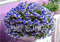 100 PCS Gemischte Farbe Geranie im Topf Balkon Pflanzen Jahreszeiten Pelargonium Blumentopf für Abdeckung: 21